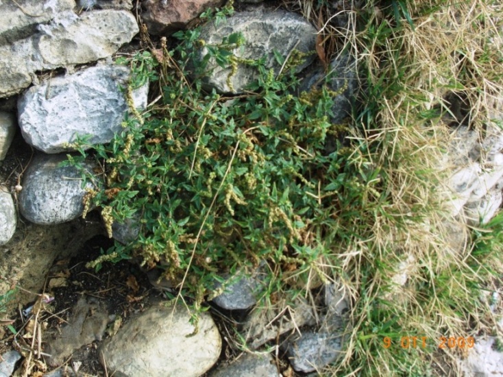 Amaranthus deflexus / Amaranto prostrato